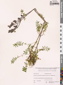 Синюха колокольчатоцветковая (Th.Fr.) Th.Fr., Сибирь, Чукотка и Камчатка (S7) (Россия)