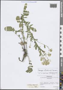 Сурепка обыкновенная W.T.Aiton, Восточная Европа, Средневолжский район (E8) (Россия)