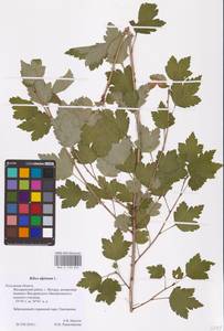 Смородина альпийская L., Восточная Европа, Центральный район (E4) (Россия)