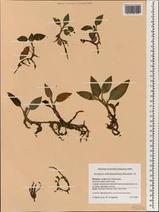 Goodyera schlechtendaliana Rchb.f., Зарубежная Азия (ASIA) (Япония)
