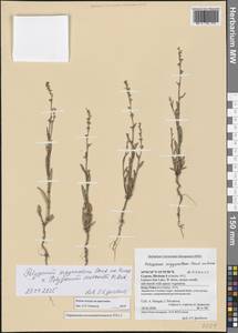 Спорыш серебристый Steud. ex Kunze, Зарубежная Азия (ASIA) (Кипр)