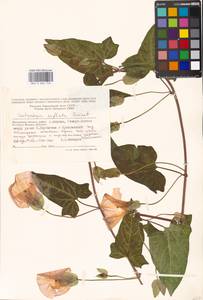 Calystegia sepium subsp. americana (Sims) Brummitt, Восточная Европа, Московская область и Москва (E4a) (Россия)