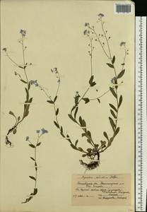 Незабудка лесная Ehrh. ex Hoffm., Восточная Европа, Московская область и Москва (E4a) (Россия)