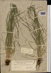 Осока колючковатая L., Восточная Европа, Нижневолжский район (E9) (Россия)