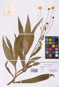 Лютик длиннолистный L., Восточная Европа, Западный район (E3) (Россия)