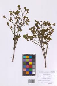 Черника обыкновенная L., Восточная Европа, Московская область и Москва (E4a) (Россия)