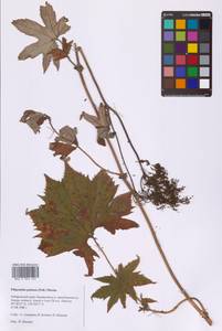 Filipendula digitata (Willd.) Bergmans, Сибирь, Дальний Восток (S6) (Россия)