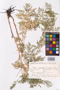 Горицвет волжский, Адонис волжский DC., Восточная Европа, Восточный район (E10) (Россия)