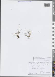 Ожика спутанная Lindeb., Сибирь, Центральная Сибирь (S3) (Россия)