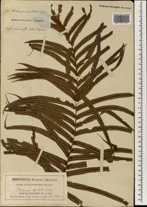 Blechnopsis orientalis (L.) Presl, Зарубежная Азия (ASIA) (Неизвестно)