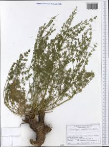 Ferulago nodosa (L.) Boiss., Западная Европа (EUR) (Греция)