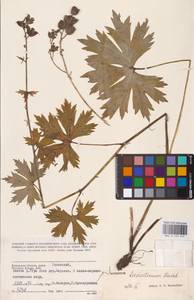 Aconitum lycoctonum subsp. lasiostomum (Rchb.) Warncke, Восточная Европа, Центральный район (E4) (Россия)