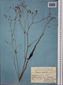 Тмин обыкновенный L., Сибирь, Алтай и Саяны (S2) (Россия)