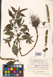 MHA 0 158 508, Эльсгольция реснитчатая (Thunb.) Hyl., Восточная Европа, Центральный район (E4) (Россия)