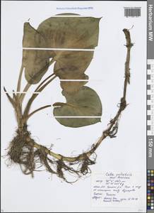 Белокрыльник болотный L., Восточная Европа, Московская область и Москва (E4a) (Россия)