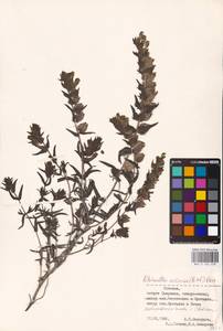 MHA 0 162 038, Rhinanthus osiliensis (Ronniger & Saarsoo) Vassilcz., Восточная Европа, Эстония (E2c) (Эстония)