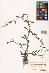 MHA 0 153 051, Незабудка полевая (L.) Hill, Восточная Европа, Литва (E2a) (Литва)