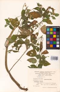 MHA 0 154 430, Яснотка белая, Глухая крапива L., Восточная Европа, Восточный район (E10) (Россия)