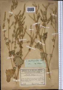 Atriplex belangeri (Moq.) Moq., Средняя Азия и Казахстан, Сырдарьинские пустыни и Кызылкумы (M7) (Казахстан)