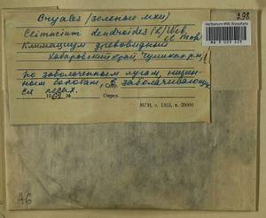 Climacium dendroides (Hedw.) F. Weber & D. Mohr, Гербарий мохообразных, Мхи - Дальний Восток (без Чукотки и Камчатки) (B20) (Россия)