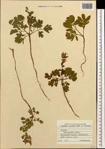 Corydalis verticillaris subsp. verticillaris, Кавказ, Армения (K5) (Армения)