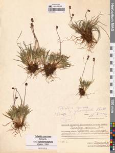 Тофильдия ярко-красная шароголовая A.P.Khokhr., Сибирь, Чукотка и Камчатка (S7) (Россия)