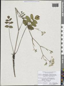 Бедренец камнеломковый, Бедренец-камнеломка L., Восточная Европа, Центральный лесостепной район (E6) (Россия)