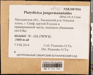 Platydictya jungermannioides (Brid.) H.A. Crum, Гербарий мохообразных, Мхи - Чукотка и Камчатка (B21) (Россия)