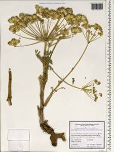 Trigonosciadium brachytaenium (Boiss.) Alava, Зарубежная Азия (ASIA) (Иран)