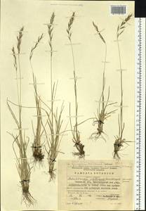 Helictochloa hookeri (Scribn.) Romero Zarco, Сибирь, Прибайкалье и Забайкалье (S4) (Россия)