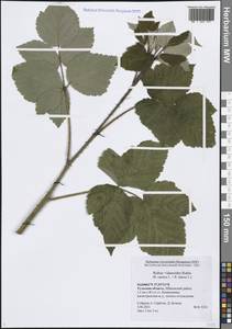 Rubus × idaeoides Ruthe, Восточная Европа, Центральный район (E4) (Россия)