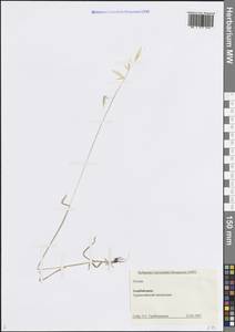 Овес, Кавказ, Азербайджан (K6) (Азербайджан)