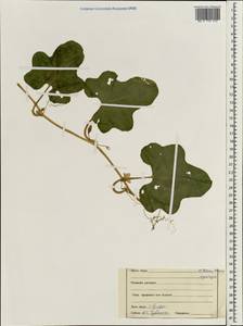 Cucurbitaceae, Зарубежная Азия (ASIA) (Индия)