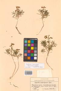 Молочай острый, Сибирь, Дальний Восток (S6) (Россия)