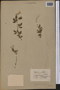 Jasminum humile L., Америка (AMER) (США)
