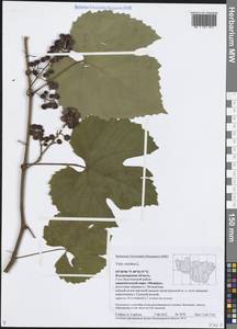 Виноград обыкновенный L., Восточная Европа, Центральный район (E4) (Россия)