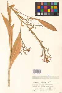 Вечерница печальная L., Восточная Европа, Нижневолжский район (E9) (Россия)