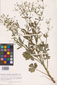 Лютик ядовитый L., Восточная Европа, Нижневолжский район (E9) (Россия)