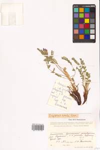 Oxytropis adamsiana subsp. erecta (Kom.) Kuvaev, Сибирь, Чукотка и Камчатка (S7) (Россия)