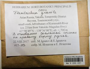 MW 9 090 031, Flexitrichum gracile (Mitt.) Ignatov & Fedosov, Гербарий мохообразных, Мхи - Якутия (B19) (Россия)