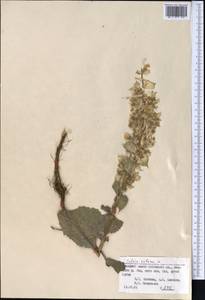 Шалфей мускатный L., Средняя Азия и Казахстан, Памир и Памиро-Алай (M2) (Киргизия)