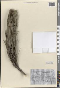 Сосна Палласова (Lamb.) Holmboe, Восточная Европа, Южно-Украинский район (E12) (Украина)