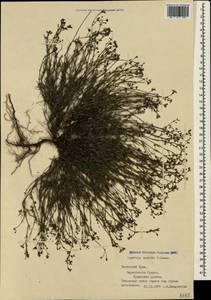 Cynanchica supina subsp. supina, Крым (KRYM) (Россия)