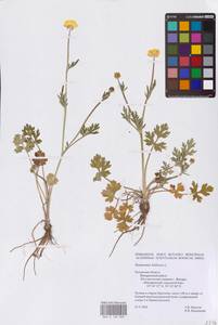 Лютик луковичный L., Восточная Европа, Центральный район (E4) (Россия)