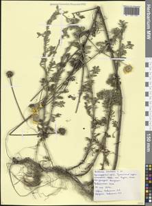 Cota tinctoria subsp. tinctoria, Кавказ, Черноморское побережье (от Новороссийска до Адлера) (K3) (Россия)