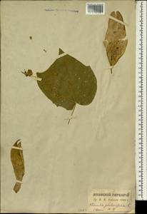 Firmiana simplex (L.) W. F Wight, Зарубежная Азия (ASIA) (Япония)