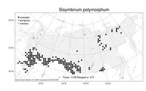 Sisymbrium polymorphum, Гулявник изменчивый (Murray) Roth, Атлас флоры России (FLORUS) (Россия)