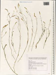 Dianthus strictus, Зарубежная Азия (ASIA) (Иран)
