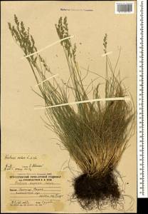 Овсяница овечья L., Кавказ, Южная Осетия (K4b) (Южная Осетия)