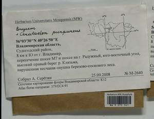 Bryum, Гербарий мохообразных, Мхи - Центральное Нечерноземье (B6) (Россия)